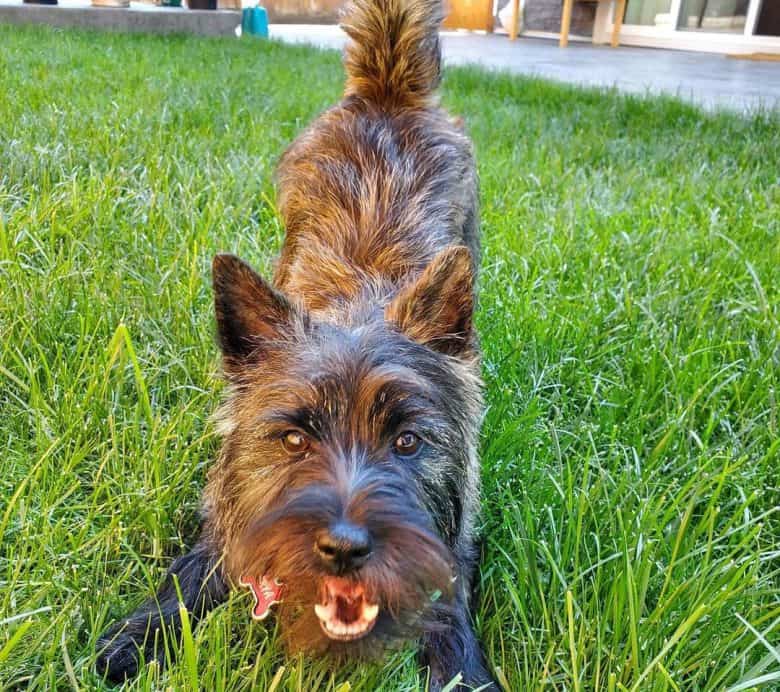 Brindle Cairn Terrier wants to play