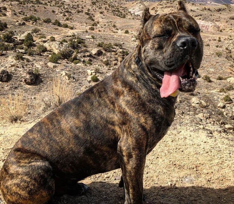 Brindle Cane Corso on trail