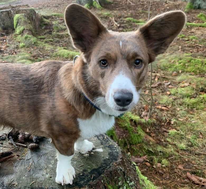 Brindle Cardigan Corgi on top of the tree stump