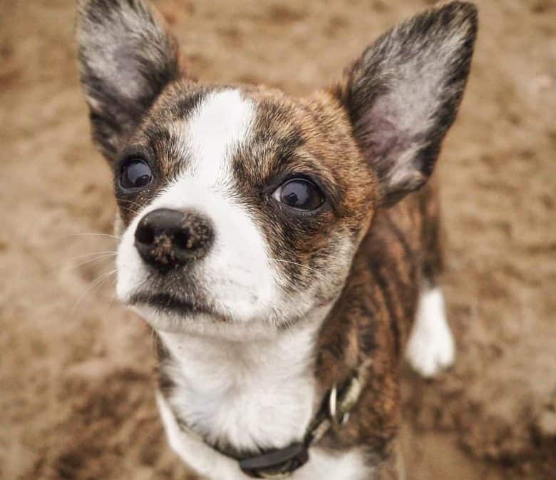 Portrait of brindle Chihuahua
