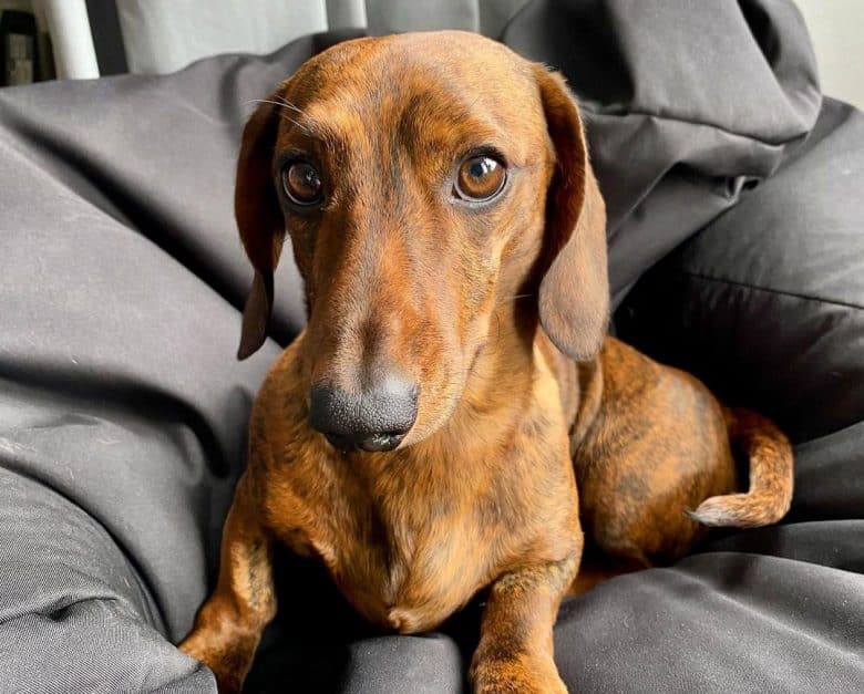 Brindle Dachshund laying on her bed
