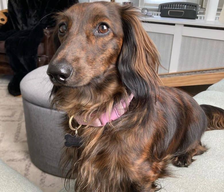 Brindle Dachshund lounging on the couch