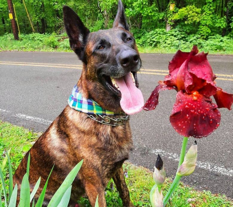 Brindle Dutch Shepherd selfie with the flower