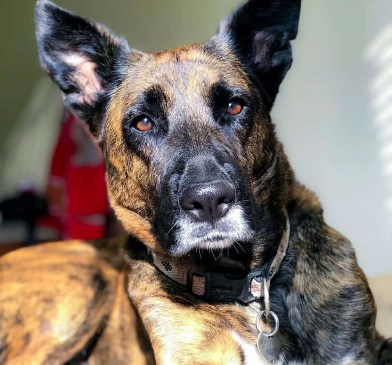 Brindle German Shepherd portrait