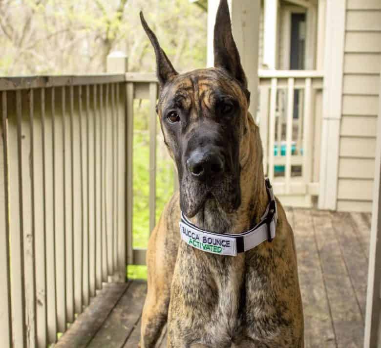 Portrait of Brindle Great Dane dog