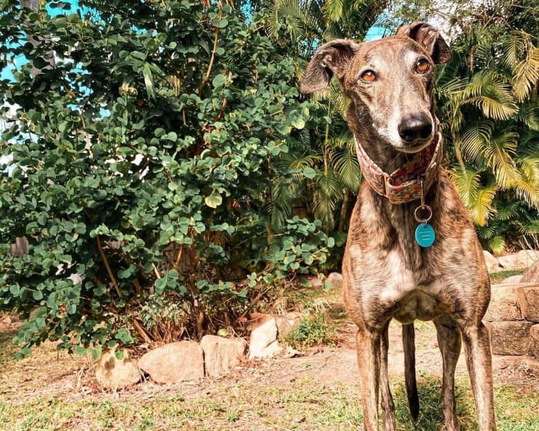 Brindle Greyhound dog in a sunny day out