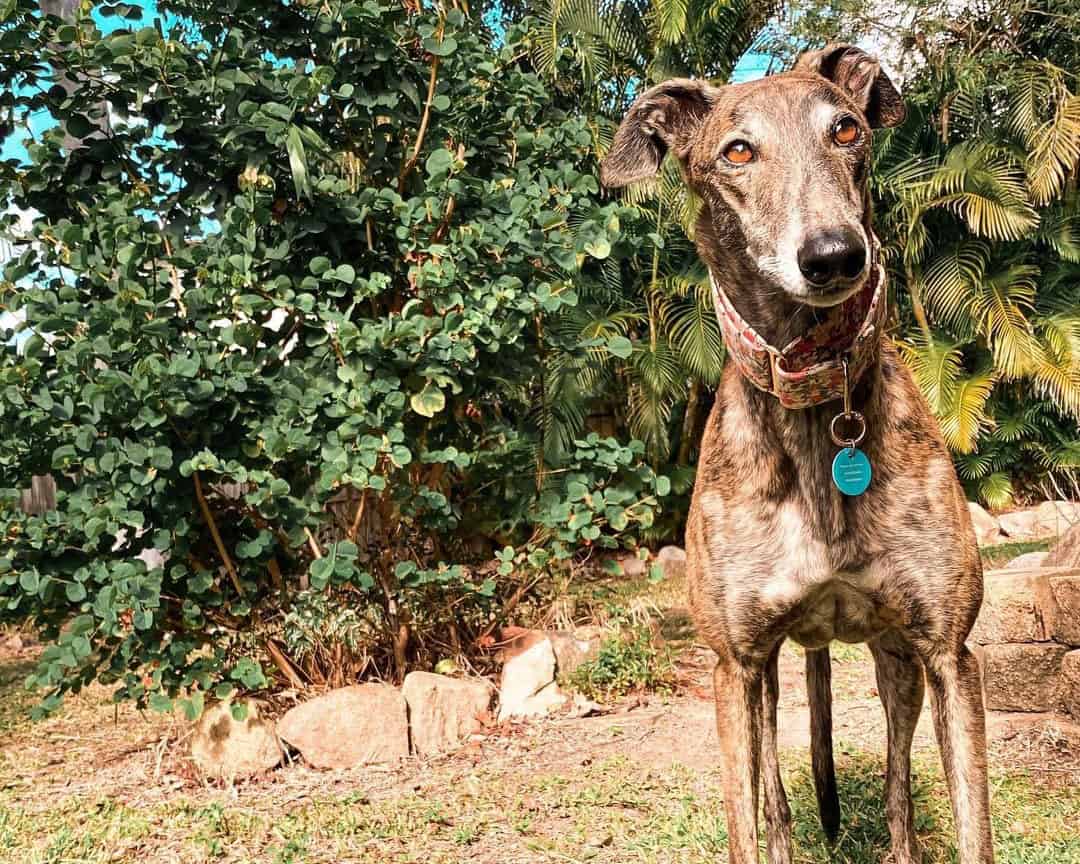 21 Awesome Brindle Dog Breeds to Bring Home K9 