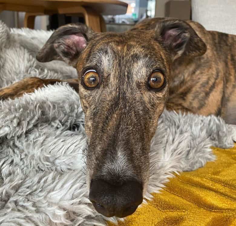 Brindle Greyhound with silly face