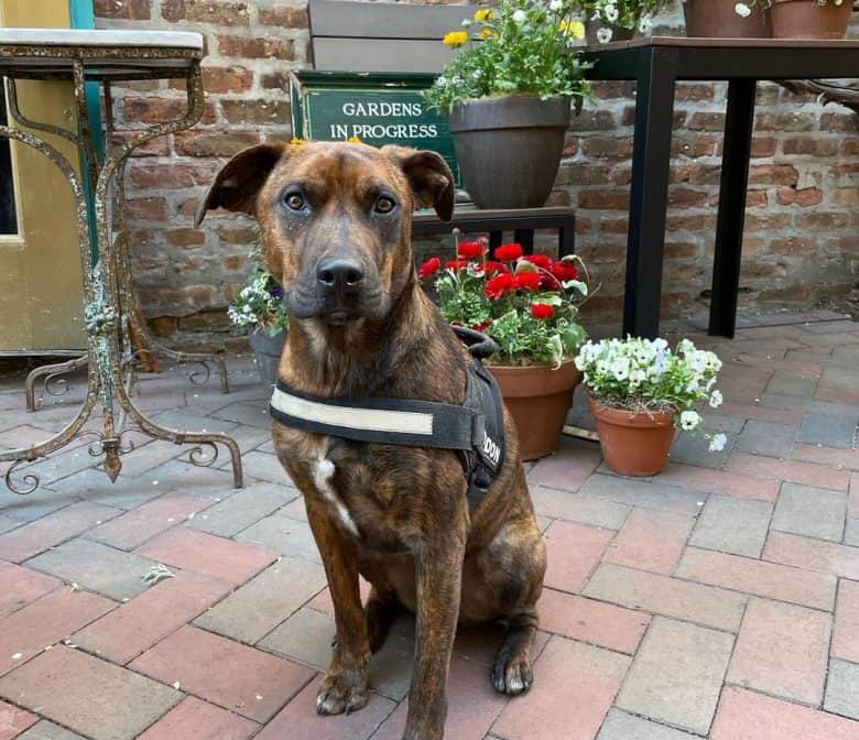 Brindle Mountain Cur sitting on the pavement
