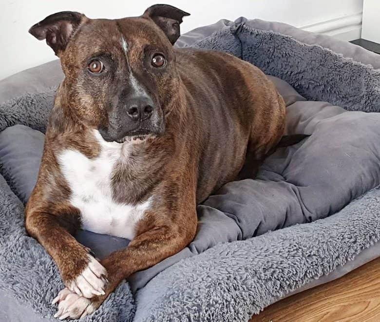 Brindle Staffordshire Bull Terrier laying on her bed