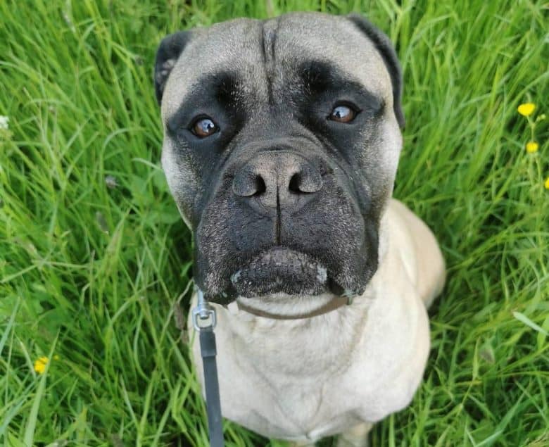 Bull Mastiff looking at the owner