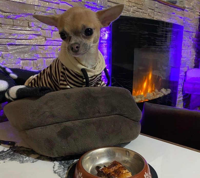 Chihuahua having a fried salmon meal