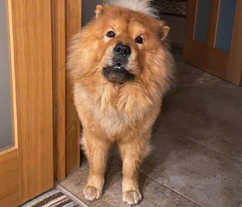 Chow Chow wants to go out