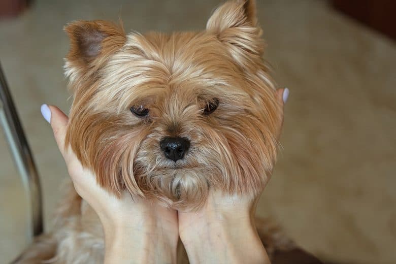 Close-up portrait of Yorkshire Terrier