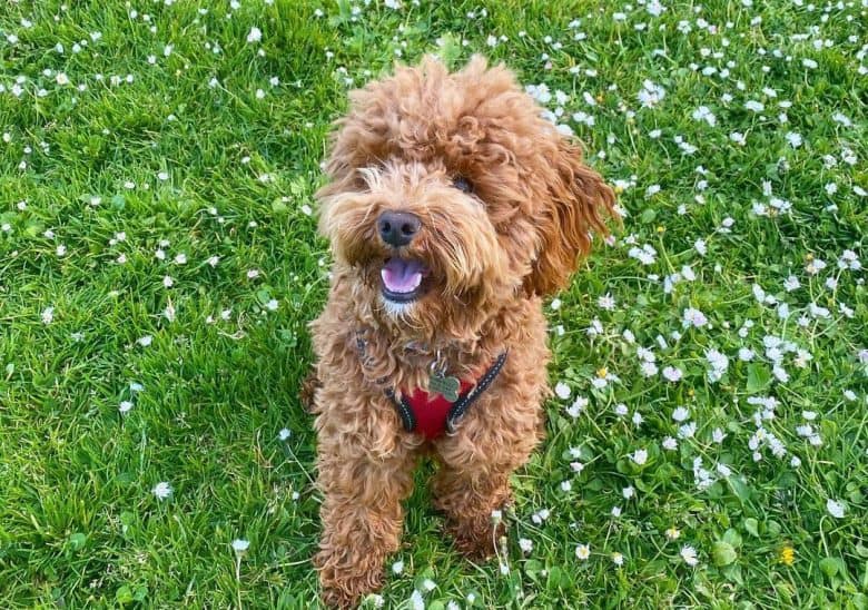 Cockapoo sitting on the meadow