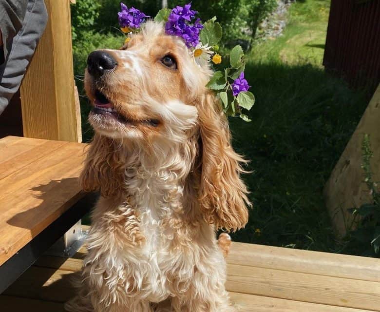 Cocker Spaniel wearing a flower crown