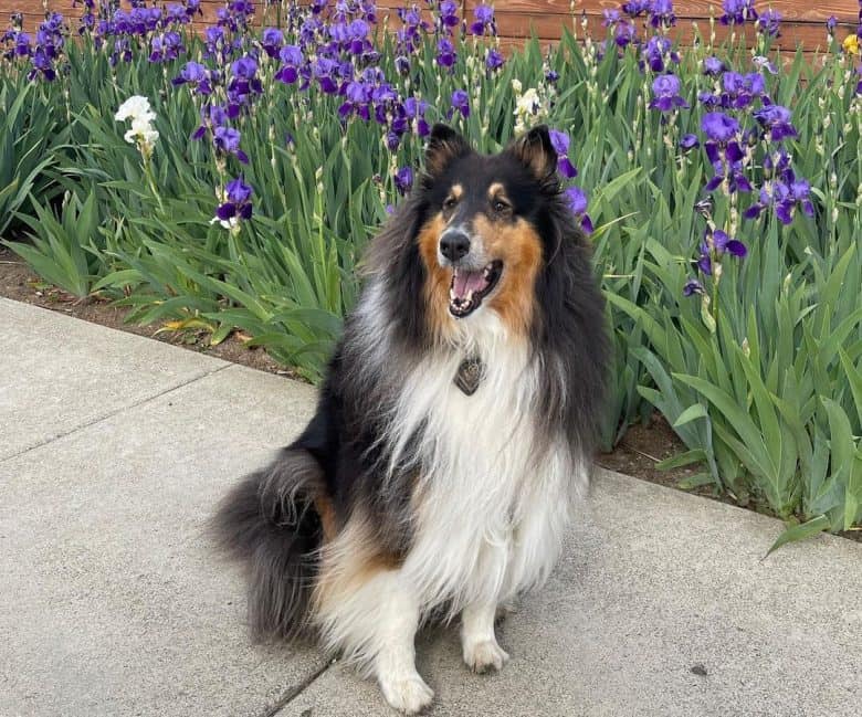 Collie dog taking selfie with the purple flowers