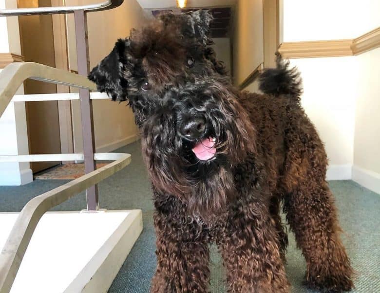 Confuse Kerry Blue Terrier dog