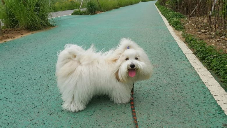Coton De Tulear dog walking in colored pathway