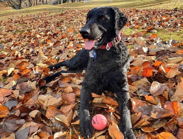 Curly Coated Retriever chilling in the fallen leaves