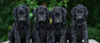 Curly Coated Retriever puppies