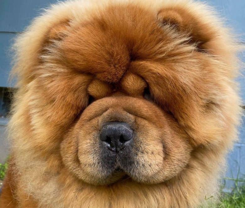 Cute Chow Chow face