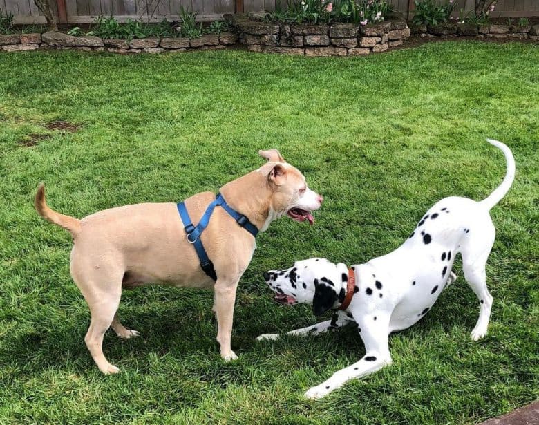 Dalmatian and Pitbull playing together