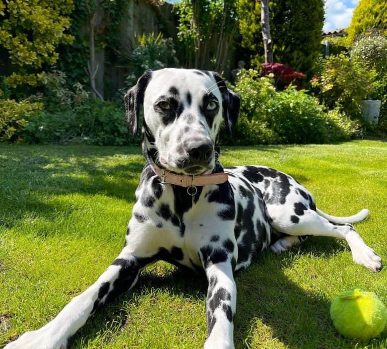 Dalmatian resting from ball fetching