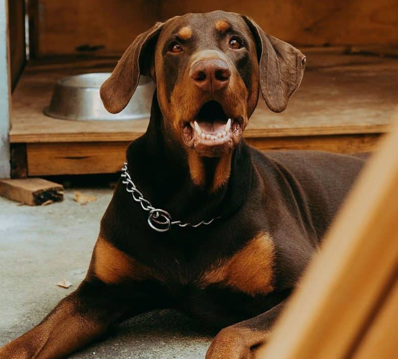 Doberman waiting for the meal