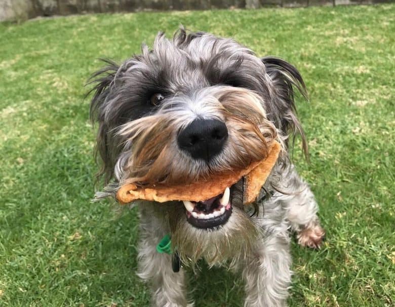 Dog eating salmon fin