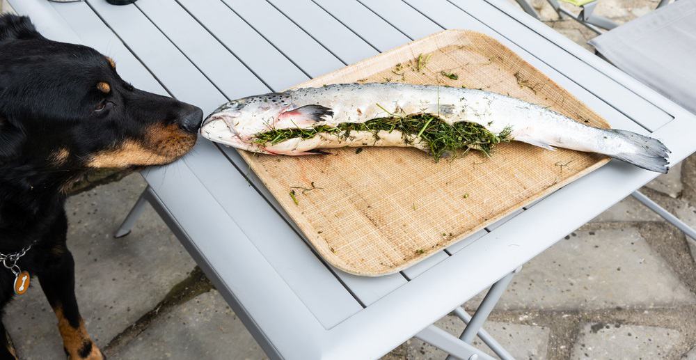 best fish dog food