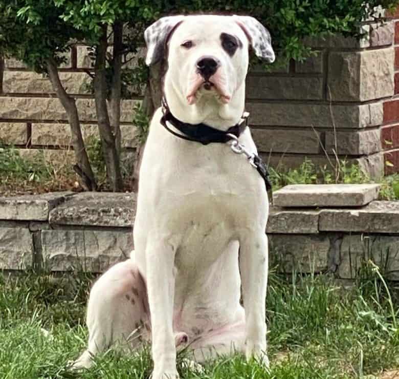 Dogo Argentino sitting seriously
