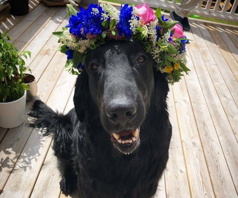 Flat-coated Retriever dog wearing a flower crown
