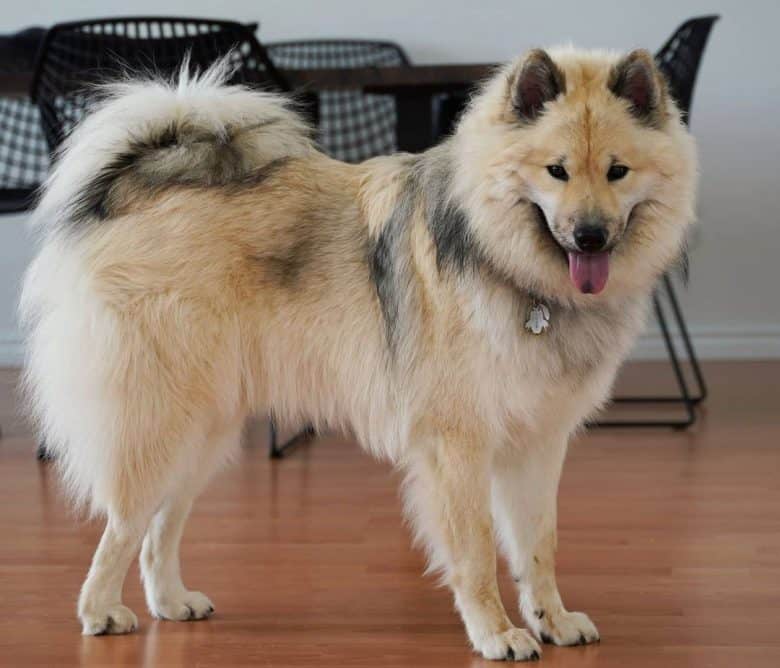 Full-grown Eurasier dog portrait