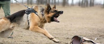 Aggressive German Shepherd at dog training