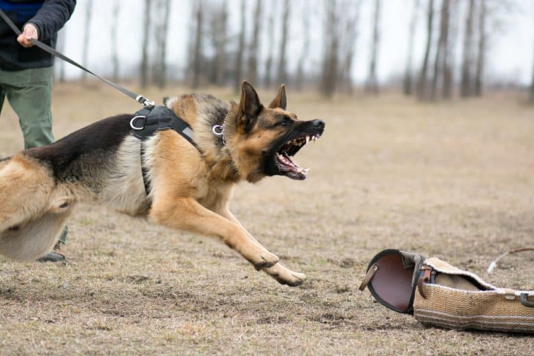 Aggressive German Shepherd at dog training