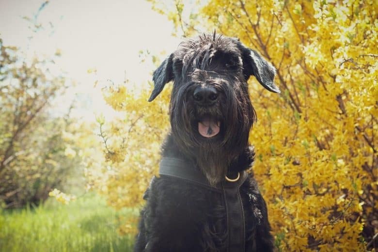 A Giant Schnauzer dog sitting in an autumn field