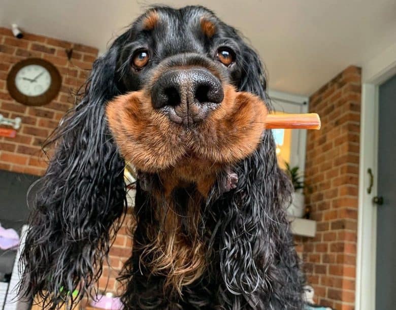 Gordon Setter dog chewing a bully stick