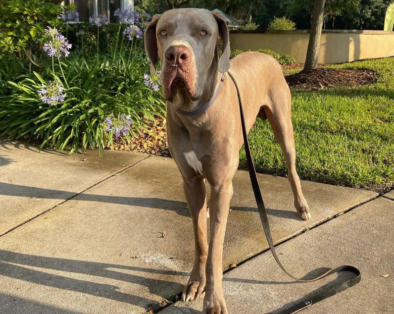 Great Dane in early morning walks