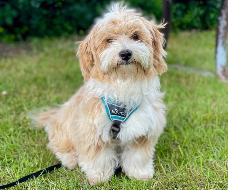 Havanese dog portrait