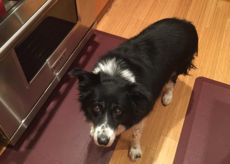 Hungry Border Collie asking for food