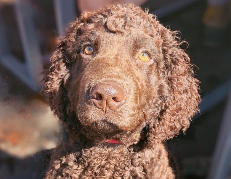 Irish Water Spaniel close-up portrait