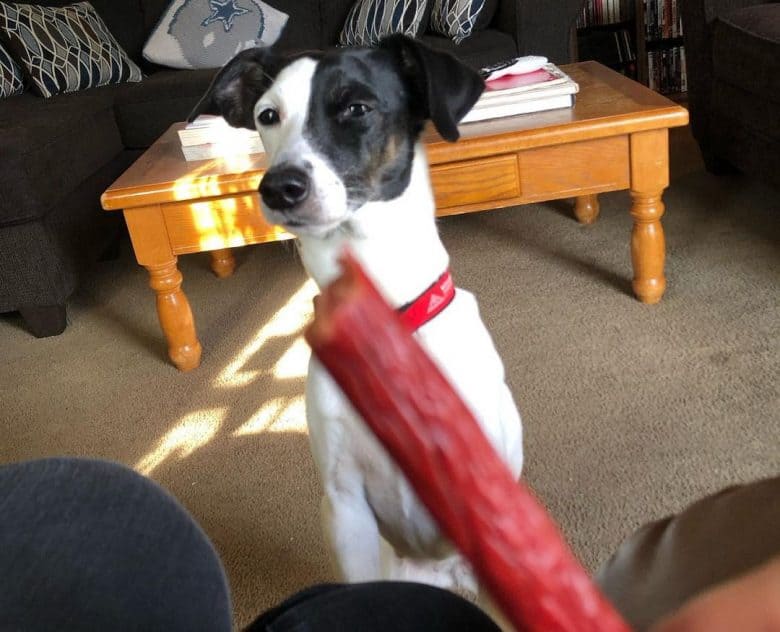 Jack Russell Terrier waiting the meat stick