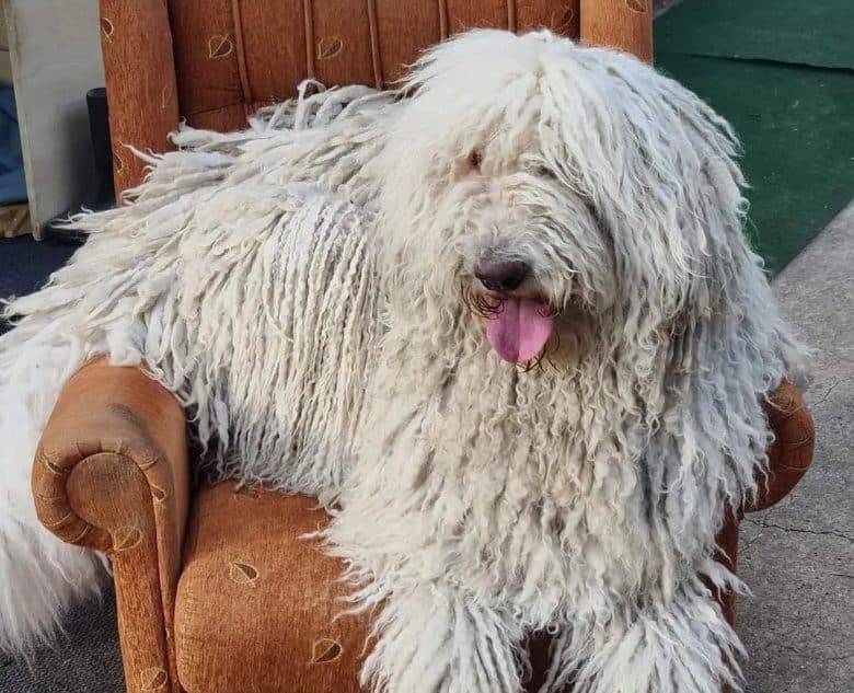 Komondor dog lounging on the sofa chair