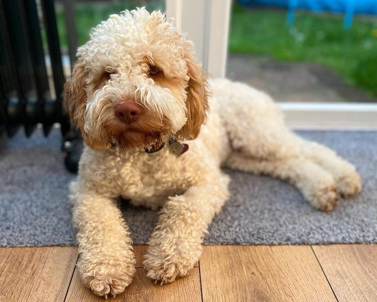 Lagotto Romagnolo dog laying on a rug