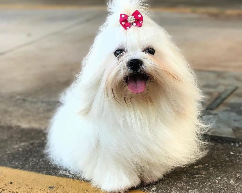 Lhasa Apso with bow tie on head