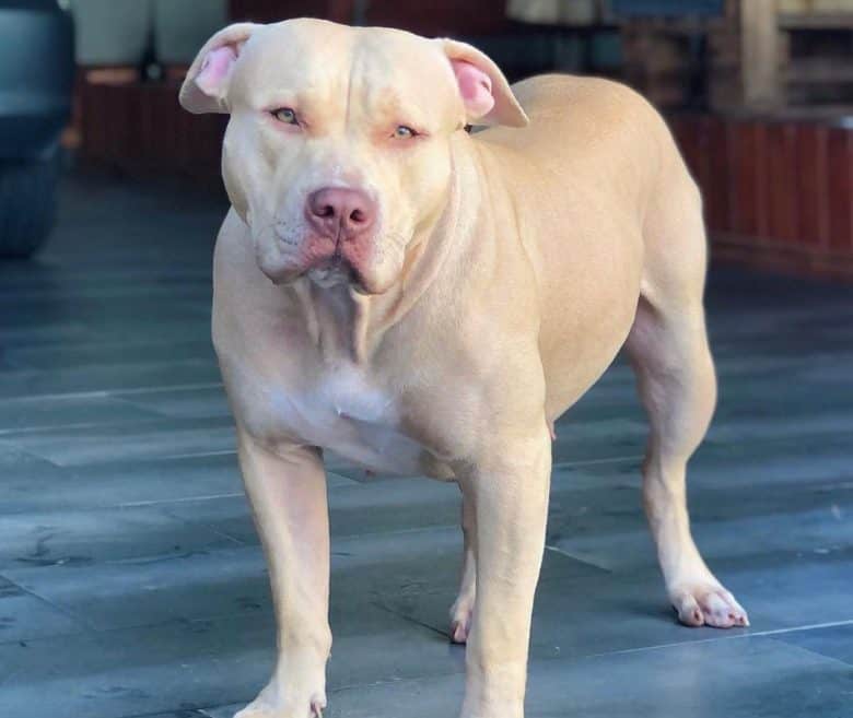 Muscular Pitbull dog