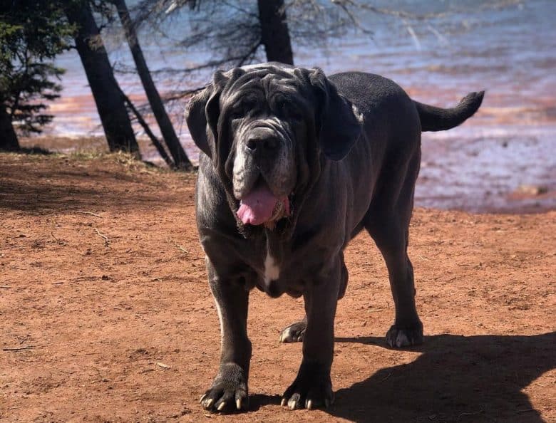 Neapolitan Mastiff roaming at the shore