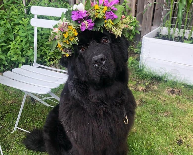 Newfoundland dog wearing a flower crown