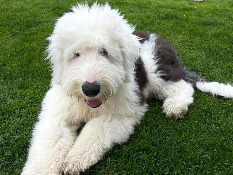 Old English Sheepdog laying on grass